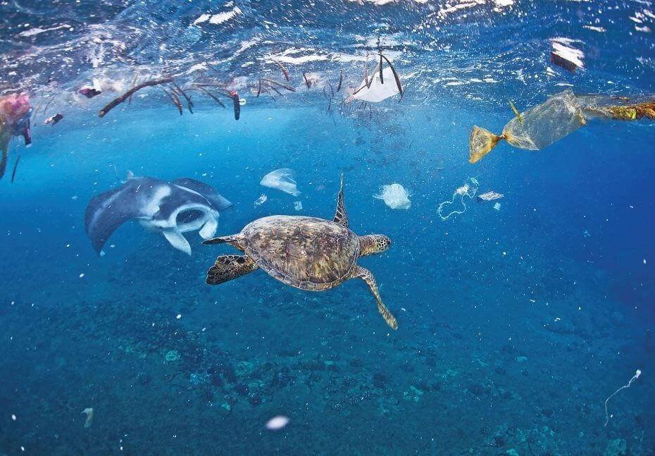 Tác hại của rác thải nhựa đối với môi trường biển