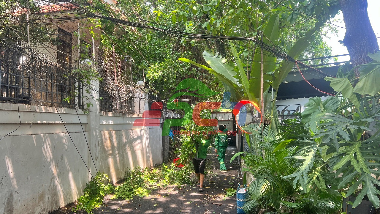 Dịch vụ chăm sóc cảnh quan cắt tỉa cây xanh chuyên nghiệp tại Phú Cường Hưng